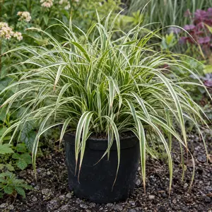 Carex morrowii 'Vanilla Ice'