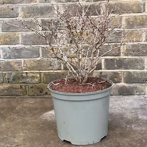 Prunus incisa 'Kojo-no-mai' (Pot Size 7L) - image 2
