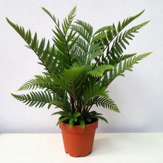 Pteris 'Straminea' (Pot Size 12cm) Silver Ribbon Fern