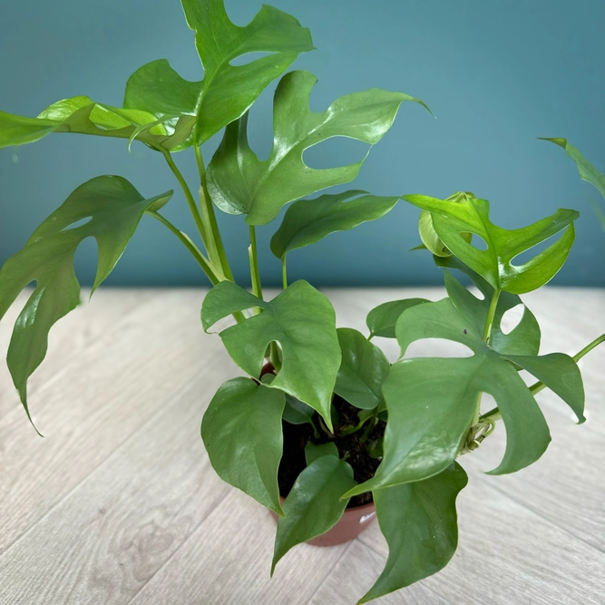 Rhaphidophora tetrasperma (Pot Size 12cm) Monstera Minima - image 3