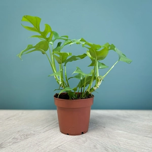 Rhaphidophora tetrasperma (Pot Size 12cm) Monstera Minima - image 4