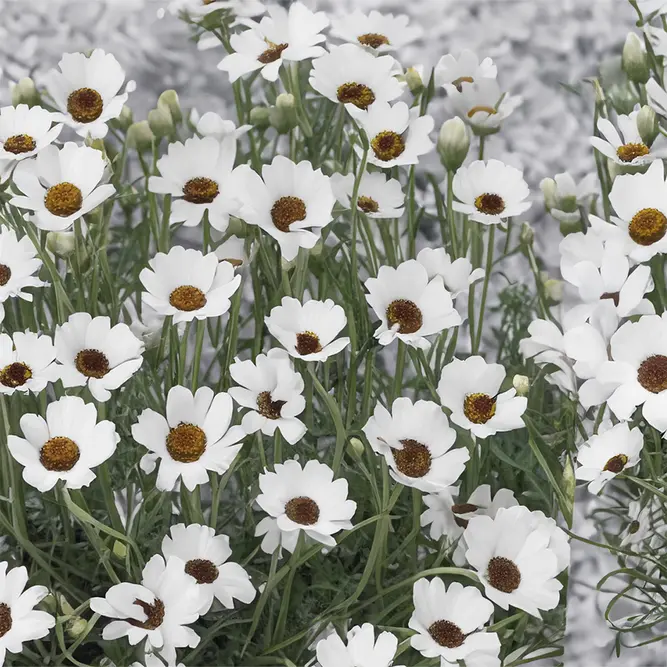 Rhodanthemum 'Casablanca' (Pot Size 2L) Casablanca Moroccan Daisy