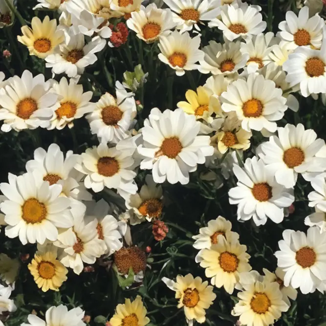 Rhodanthemum 'Zagora Yellow' (Pot Size 3L) Casablanca Moroccan Daisy