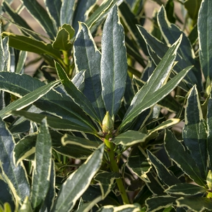 Rhododendron 'Cream Crest' (Pot Size 3L) - image 4