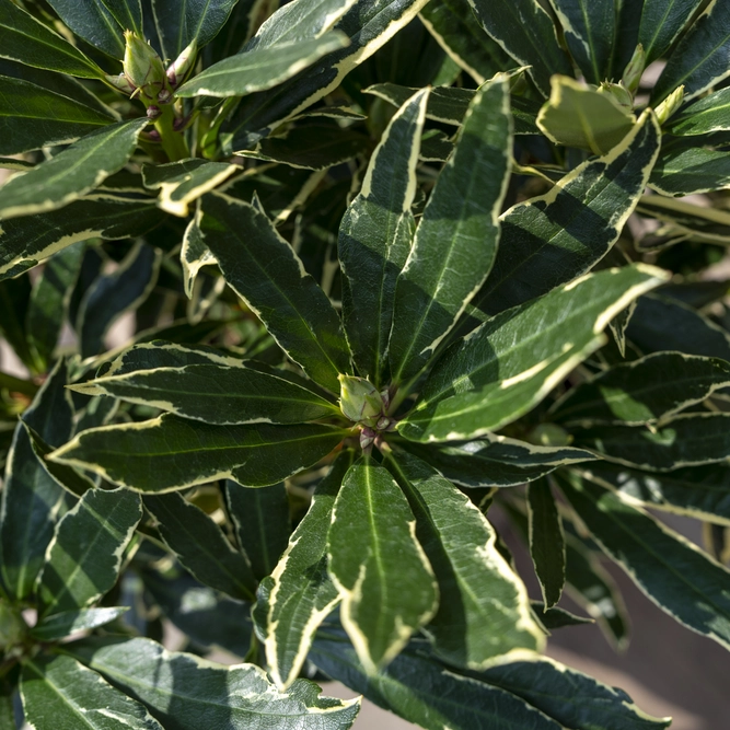 Rhododendron 'Cream Crest' (Pot Size 3L) - image 5