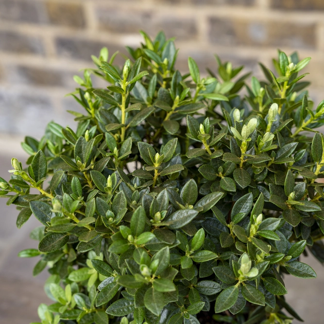 Rhododendron 'Cream Crest' (Pot Size 3L) - image 2