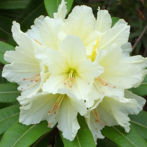 Rhododendron 'Cream Crest' (Pot Size 3L) - image 1