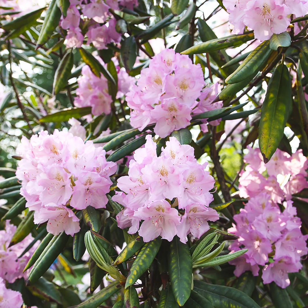 Rhododendron 'Dwarf Moerheim' (Pot Size 3L) - The Boma Garden Centre