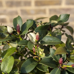 Rhododendron 'Gartendirector Glocker' (Pot Size 3L) - image 2