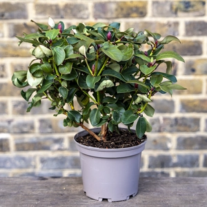 Rhododendron 'Gartendirector Glocker' (Pot Size 3L) - image 3