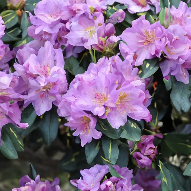 Rhododendron 'Goldflimmer' (Pot Size 7.5L) Variegated Rhododendron