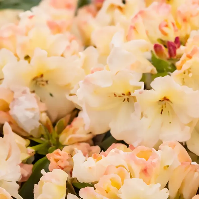 Rhododendron 'Horizon Monarch' (Pot Size 7.5L)