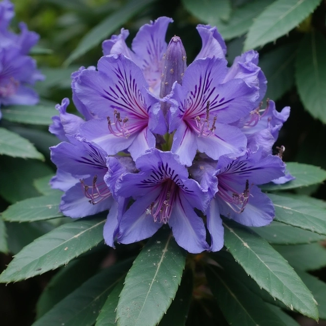 Rhododendron 'Sacko' (Pot Size 3L) - image 1