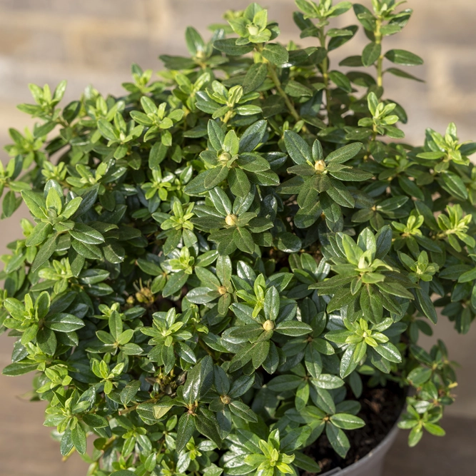 Rhododendron 'Sacko' (Pot Size 3L) - image 2