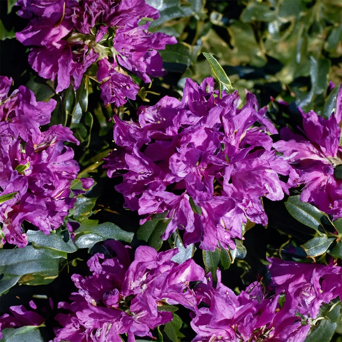 Rhododendron 'Silver Edge' (Pot Size 7.5L) - image 2