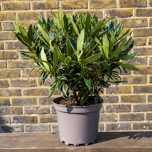 Rhododendron 'Silver Edge' (Pot Size 7.5L) - image 3