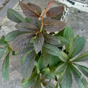 Rodgersia pinnata 'Bronze Peacock' (Pot Size 3L) Fingerleaf Rodgersia - image 3