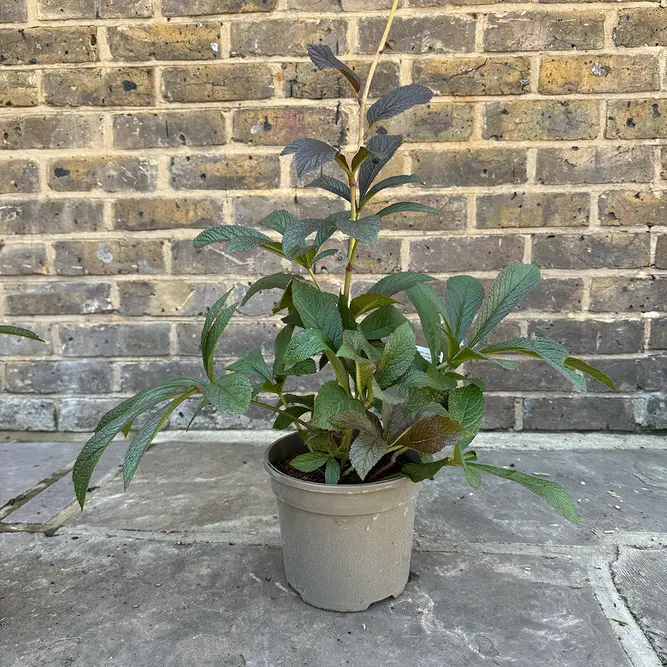 Rodgersia pinnata 'Bronze Peacock' (Pot Size 3L) Fingerleaf Rodgersia - image 4