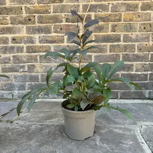 Rodgersia pinnata 'Bronze Peacock' (Pot Size 3L) Fingerleaf Rodgersia - image 4