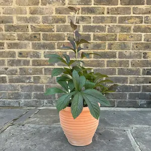 Rodgersia pinnata 'Bronze Peacock' (Pot Size 3L) Fingerleaf Rodgersia - image 5