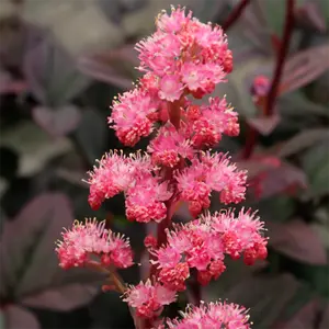 Rodgersia pinnata 'Bronze Peacock' (Pot Size 3L) Fingerleaf Rodgersia - image 2