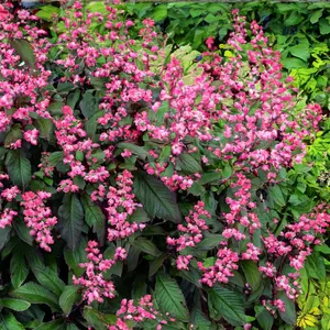 Rodgersia pinnata 'Bronze Peacock' (Pot Size 3L) Fingerleaf Rodgersia - image 1