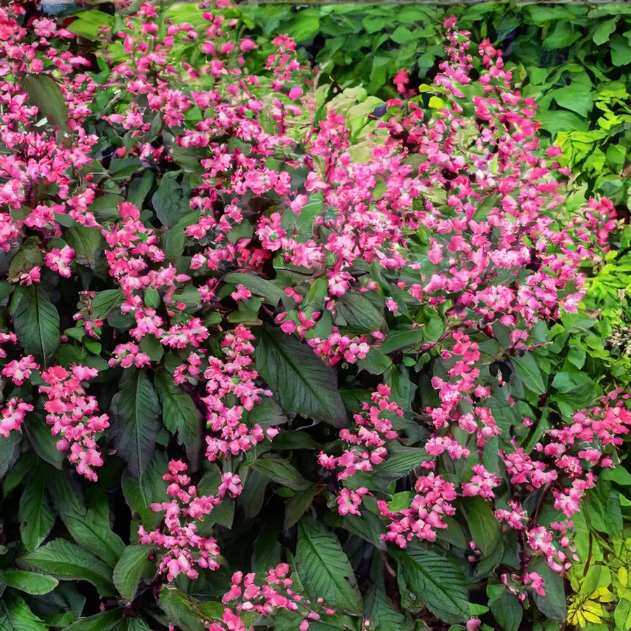 Rodgersia pinnata 'Bronze Peacock' (Pot Size 3L) Fingerleaf Rodgersia ...