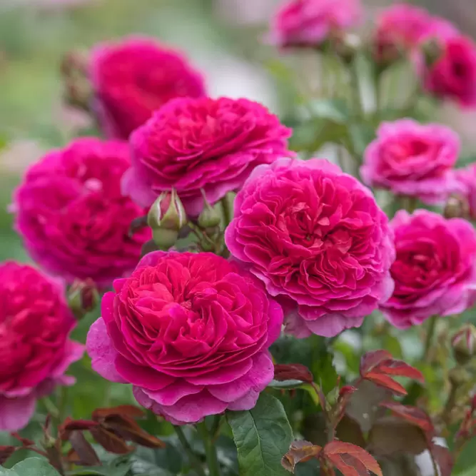Rosa 'Gabriel Oak' (Pot Size 6L) David Austin Roses - The Boma Garden ...