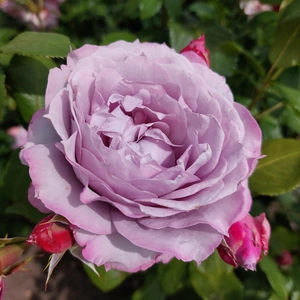 Rosa 'Novalis' Floribunda (Pot Size 4.5L) Rose Shrub