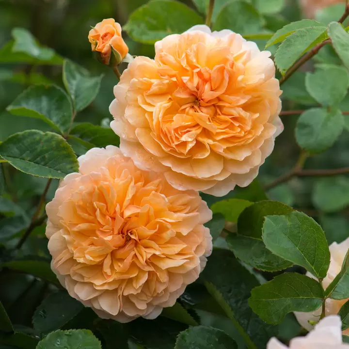 Rosa Port Sunlight (Pot Size 6L) David Austin Roses - The Boma Garden ...