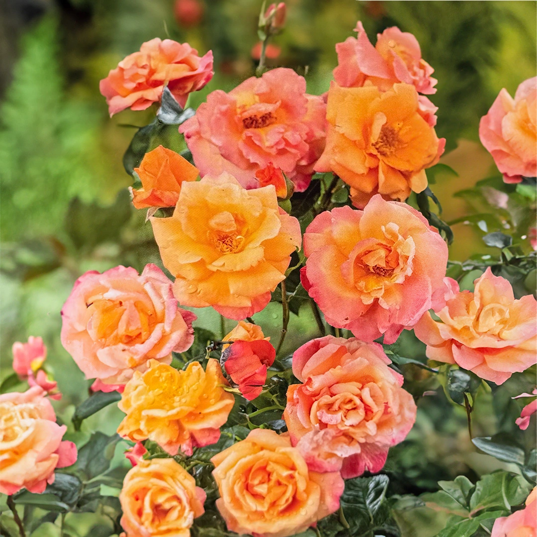 Rose 'scent From Heaven' (pot Size 4.5l) Climbing Rose - The Boma 