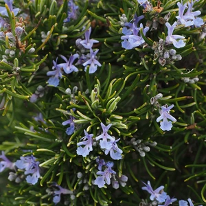 Rosmarinus 'Miss Jessop's Upright' (3L) 'Miss Jessop's' Rosemary - image 1