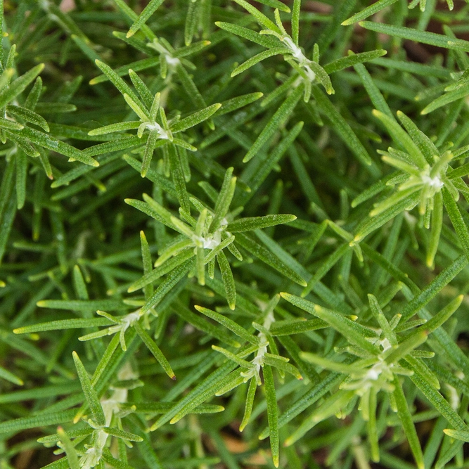 Rosmarinus 'Miss Jessop's Upright' (3L) 'Miss Jessop's' Rosemary - image 2