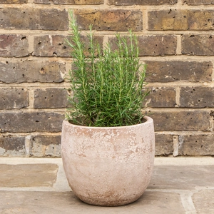 Rosmarinus 'Miss Jessop's Upright' (3L) 'Miss Jessop's' Rosemary - image 3