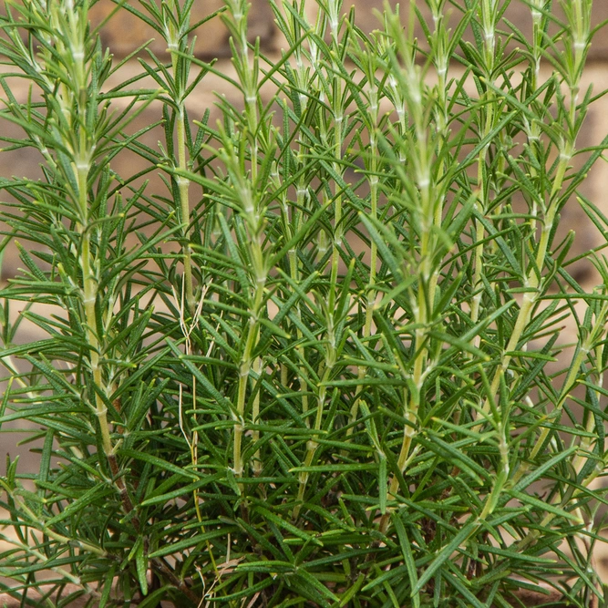 Rosmarinus 'Miss Jessop's Upright' (3L) 'Miss Jessop's' Rosemary - image 4