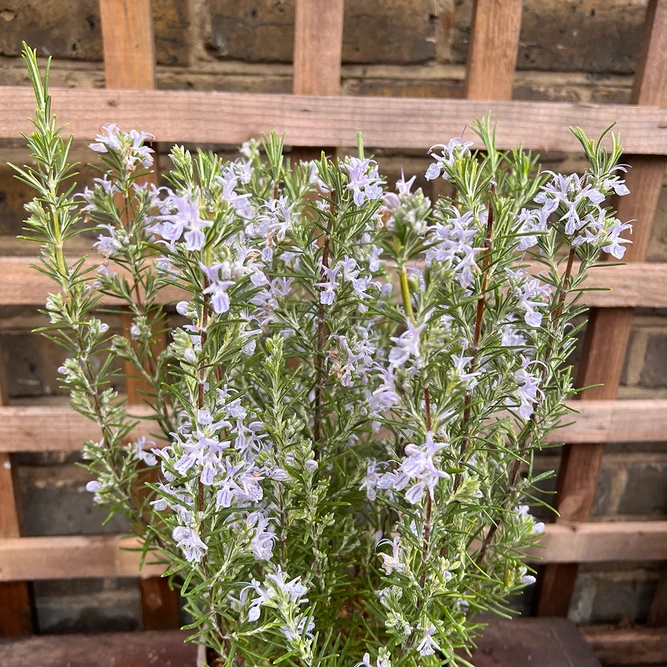 Rosmarinus 'Miss Jessopp's Upright' (Pot Size 3ltr) Upright Rosemary - image 5