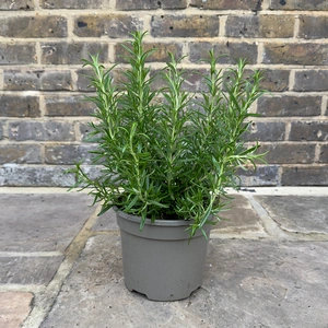 Rosmarinus officinalis ‘Barbeque’ (Pot Size 3L) Upright Rosemary - image 1