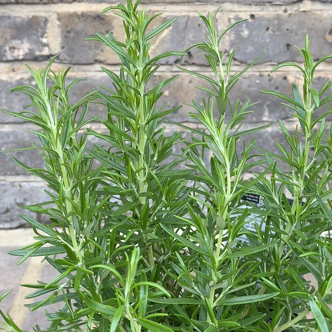 Rosmarinus officinalis ‘Barbeque’ (Pot Size 3L) Upright Rosemary - image 2