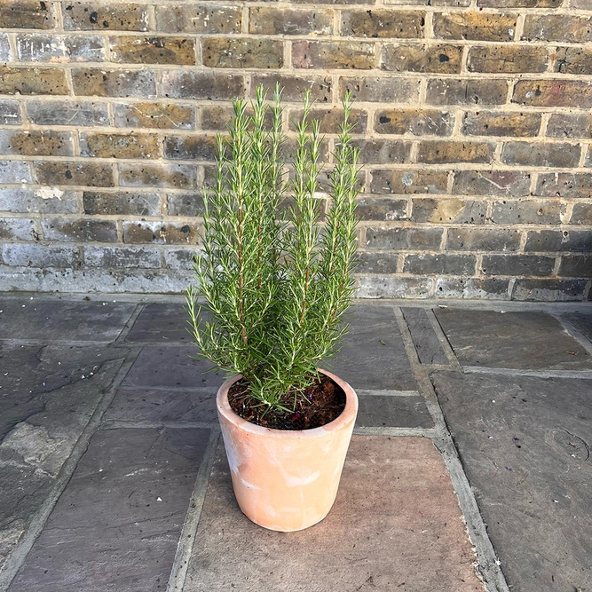 Rosmarinus officinalis ‘Barbeque’ (Pot Size 3L) Upright Rosemary - image 3