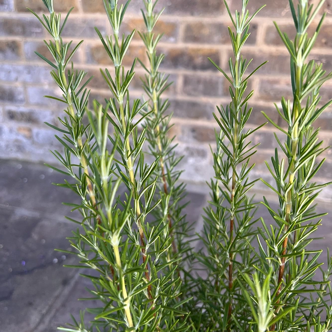 Rosmarinus officinalis ‘Barbeque’ (Pot Size 3L) Upright Rosemary - image 4