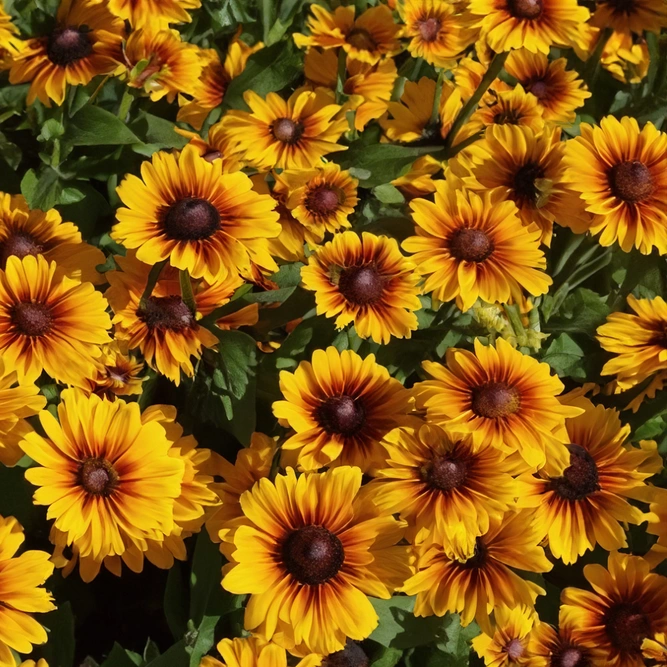 Rudbeckia hirta ‘Kissing SmileyZ’ (Pot Size 3L) Kissing SmileyZ Black-Eyed Susan