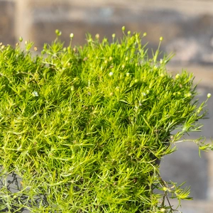 Sagina 'Lime Moss' (Pot Size 11cm) - image 1