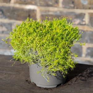 Sagina 'Lime Moss' (Pot Size 11cm) - image 2