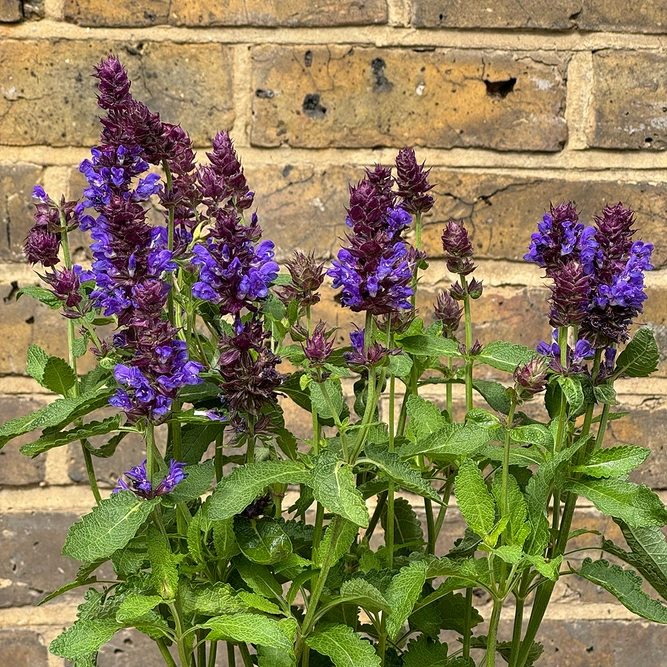 Salvia nemorosa 'Blue Marvel' - Balkan Clary - Woodland Sage