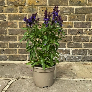 Salvia 'Blue' (Pot Size 3L) Blue Sage - image 2