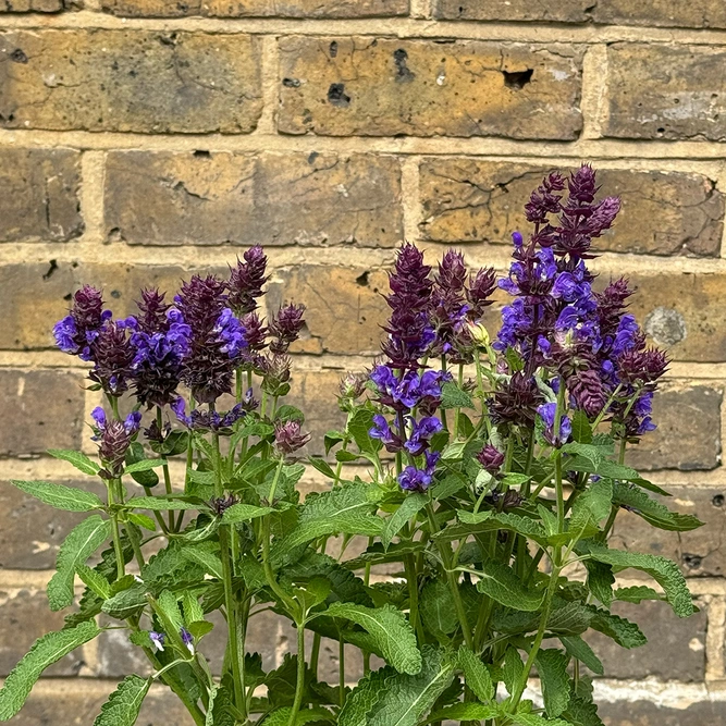 Salvia 'Blue' (Pot Size 3L) Blue Sage - image 3