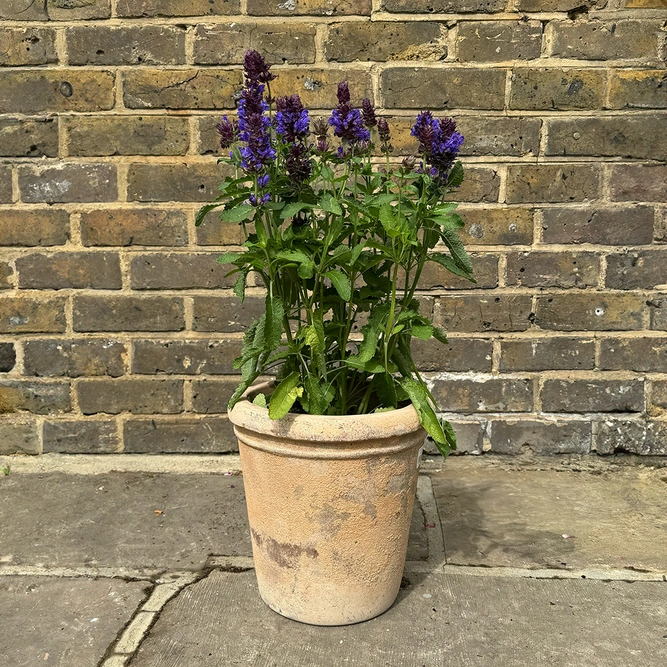 Salvia 'Blue' (Pot Size 3L) Blue Sage - image 4