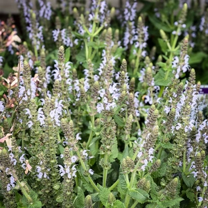 Salvia 'Bumble Sky' (Pot Size 3L) - image 1