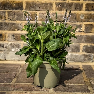 Salvia 'Bumble Sky' (Pot Size 3L) - image 2