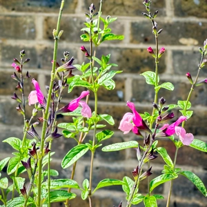 Salvia 'Cuello Pink' (Pot Size 2L) - image 1